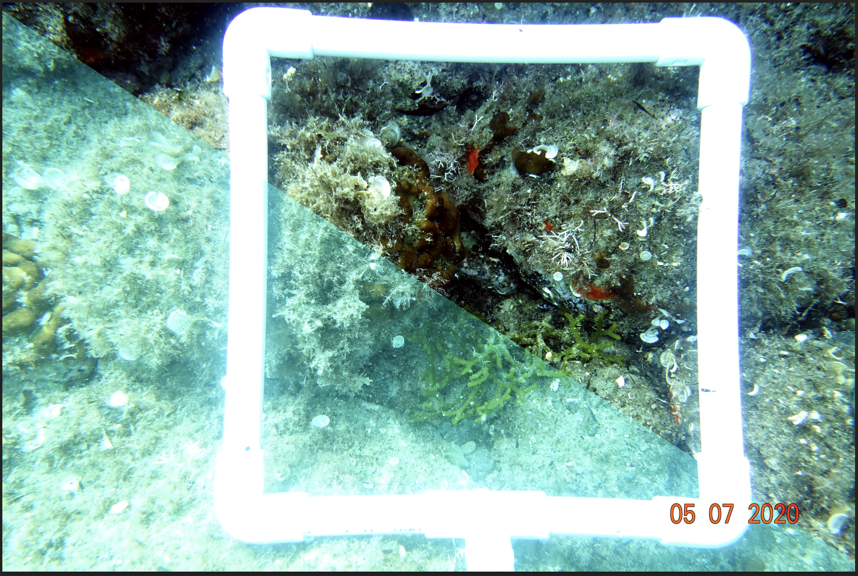 Color corrected image comparison